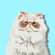 Custom Pet Memorial Vector Art