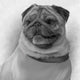 Custom Dog Pencil Drawing
